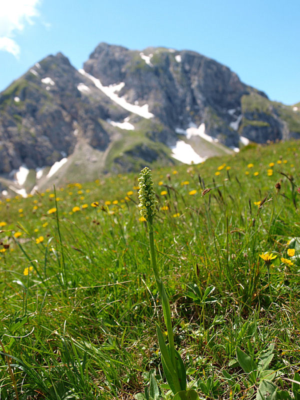 Pseudorchis albida dal Passo Giau